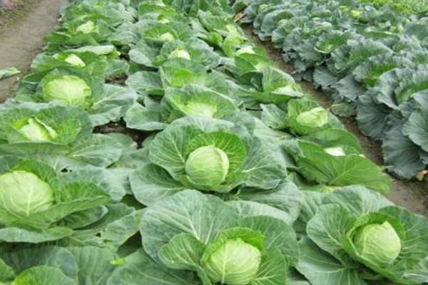 甘蓝用什么肥包心快,附种植方法