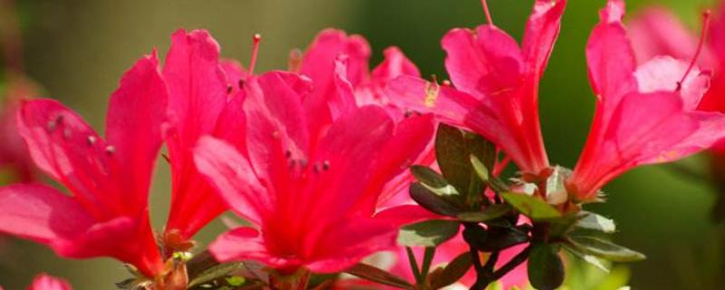 硫酸亚铁的作用和功效花肥,适合浇什么花