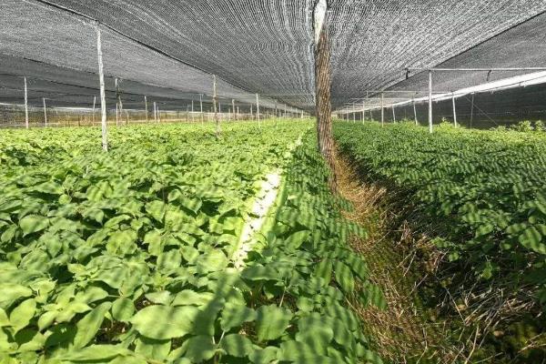 西洋参农田栽培技术