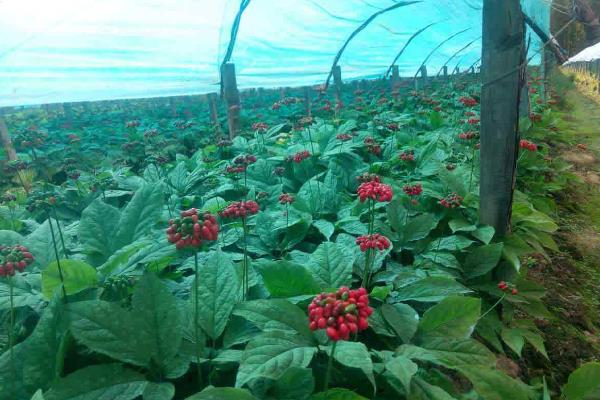 西洋参农田栽培技术