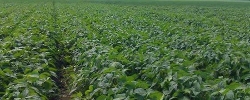 咪唑乙烟酸除草剂使用说明书,残留时间有多长