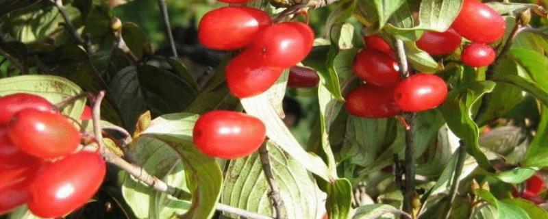 山茱萸栽培技术