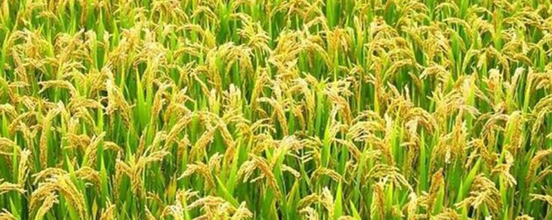 甲拌磷农药灌根的功效,一般残留多长时间