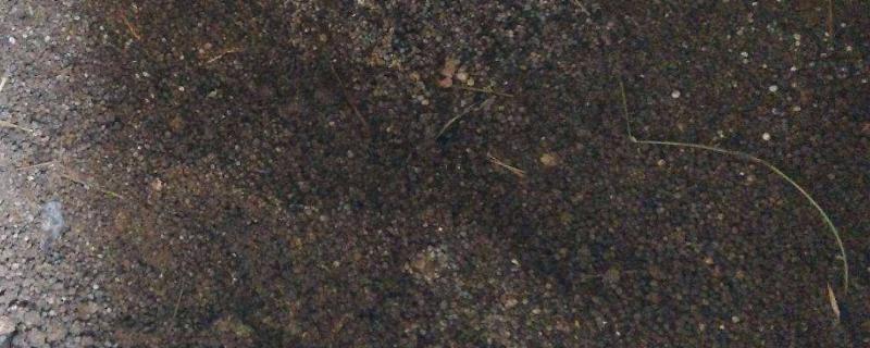 兔子粪便可以直接做肥料种花吗,怎么发酵