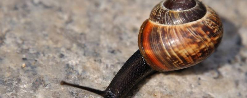 麦后玉米地蜗牛怎么消灭,早上撒药好还是傍晚