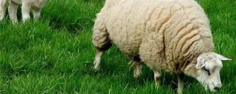 羊放养一天放几小时,和圈养哪个好