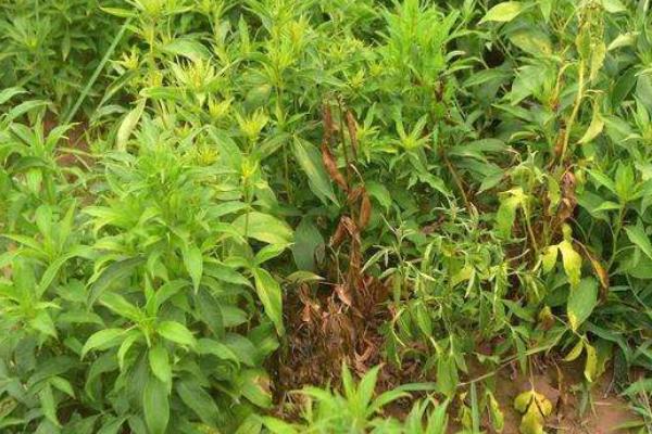 三年苍术亩产多少斤,附苍术的种植方法