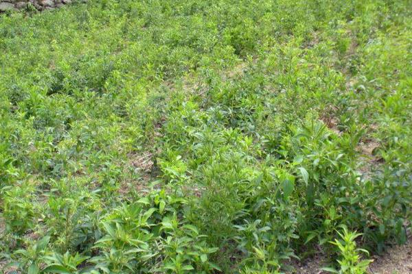 三年苍术亩产多少斤,附苍术的种植方法