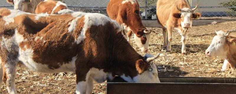 母牛分娩前最明显的征兆,需要多长时间