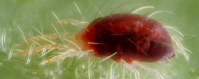 红蜘蛛对玉米有什么危害,用什么药