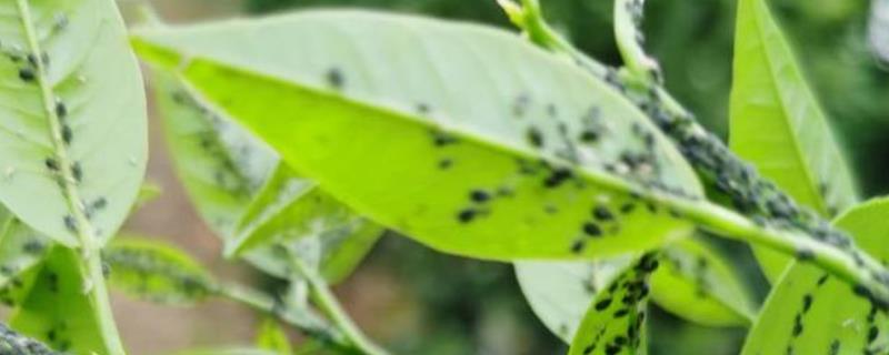 联苯噻虫嗪防治什么,附使用说明书