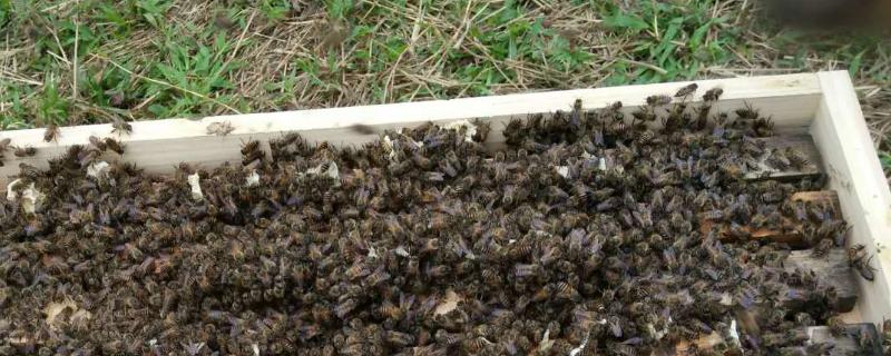 中蜂为什么要用小隔板,解决中蜂格子箱闷热方法