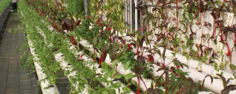 发展现代农业的基本要求是什么，未来农业发展趋势