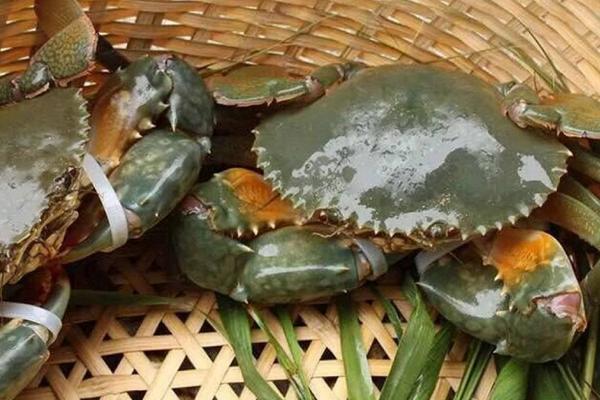 水产动物有哪些