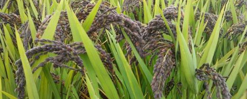 稻谷上有黑的球什么原因,稻谷倒了但是没熟怎么办
