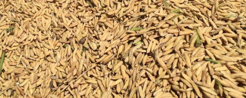 一斤稻谷能出多少米,干稻谷有虫子怎么处理