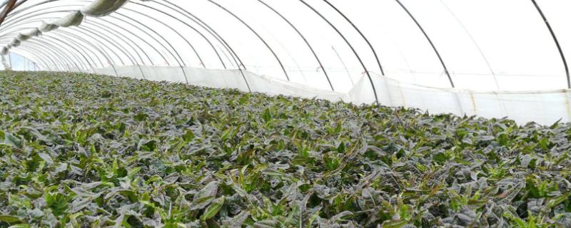 无公害农产品认证证书有效期为几年,品牌体系中的新三品是指什么