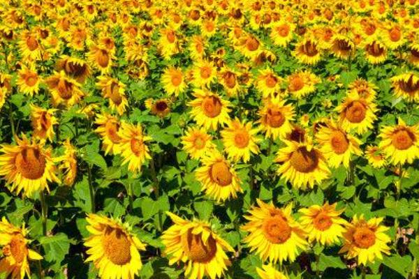 松嫩平原主要种植的农作物