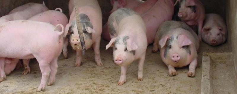 肥猪正常体温,小猪低温急救法
