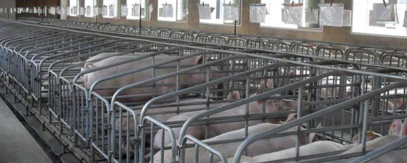 猪舍湿气太大怎样解决,冬季取暖采取哪些措施