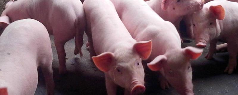 猪怎样喂养才能长得快,喂饲料的猪和粮食猪的区别
