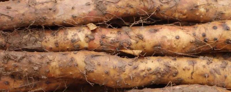 野生山药与人工种的有什么区别,野生山药几月份收获