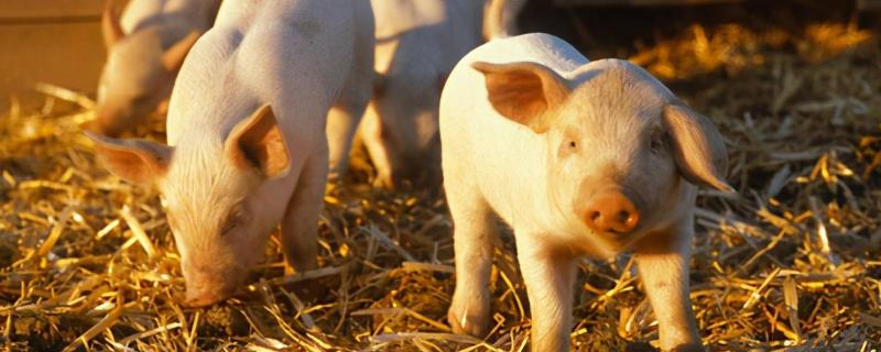 猪凹槽是什么,有什么用