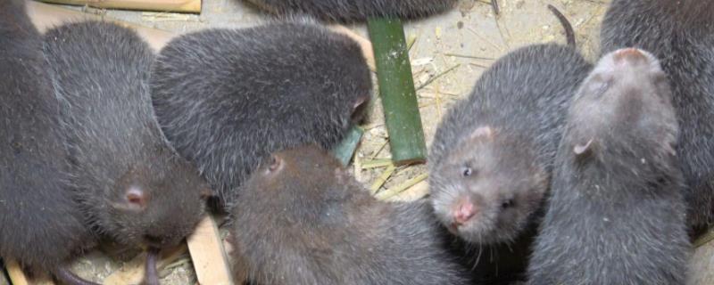 竹鼠吃什么食物,可以养殖吗