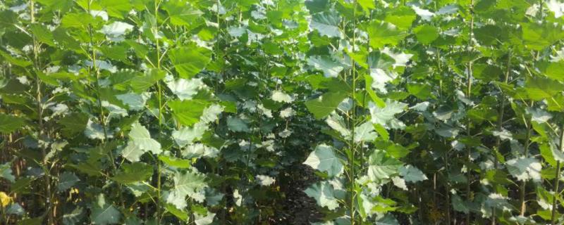 107杨树栽行距和株距,杨树适合什么时候种植