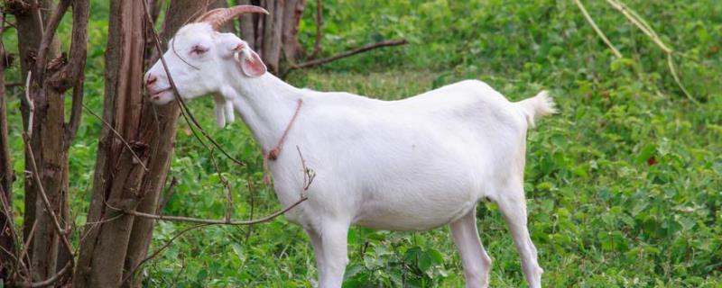 山羊拉稀用什么药最快,最低耐寒多少度