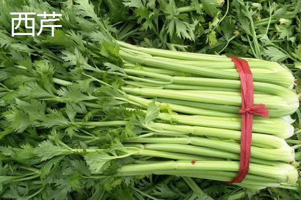 芹菜和西芹有什么区别
