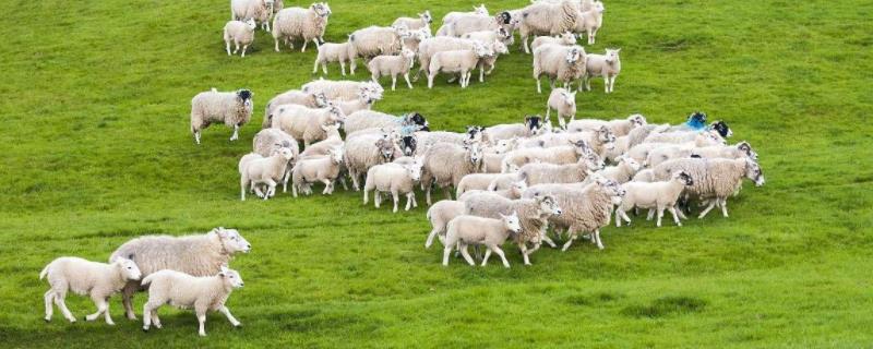 羊的饲料配制与配方,高粱壳子可以喂羊吗