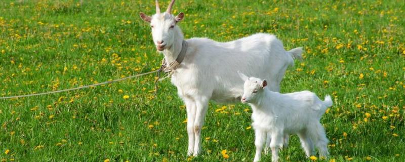 小羊拉稀怎么治疗,是什么原因引起的