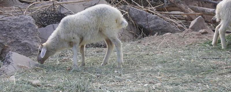 羊种类,什么羊长的最快又最大
