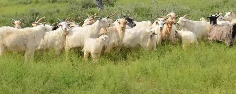 羊多少天下羔子,刚出生的小羊羔站不起来怎么办