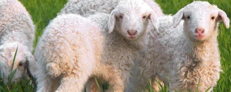 冬天可以给羊防三联四防吗,打在羊的哪个部位