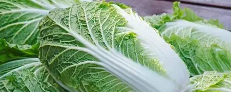 一亩白菜能产多少公斤,附种植方法