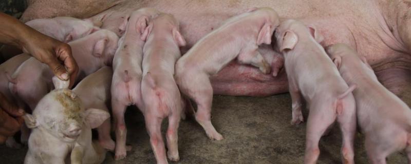 断奶仔猪拉稀用什么药最快,呕吐用什么药