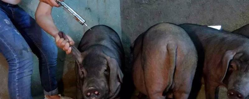 猪咳嗽用什么药治疗,用阿莫西林可以吗