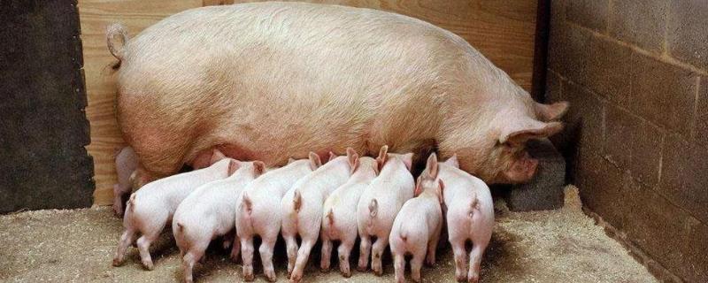 母猪拉稀不吃食用什么药物,母猪呕吐是什么原因怎么治疗方法