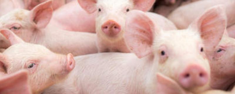 小猪胀气怎么治疗效果更佳,不吃料如何处理