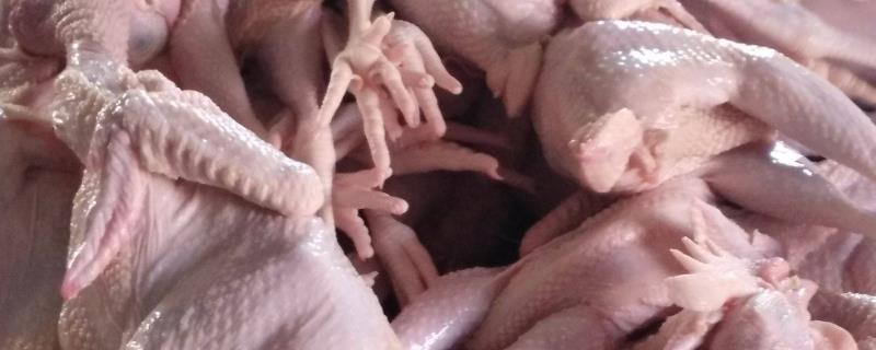 白条鸡是什么鸡,是不是肉鸡