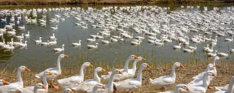 怎么能看出来鹅快下蛋了,什么季节生蛋多