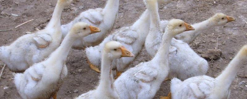 杀鹅怎样快速脱毛,一只鹅有多少克鹅绒