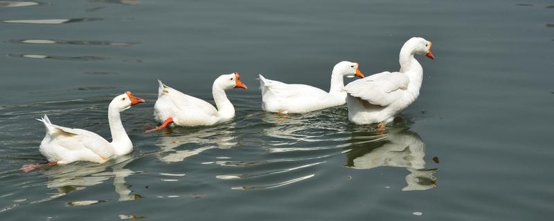 鹅为什么要两只一起养,怎么区分是不是老鹅