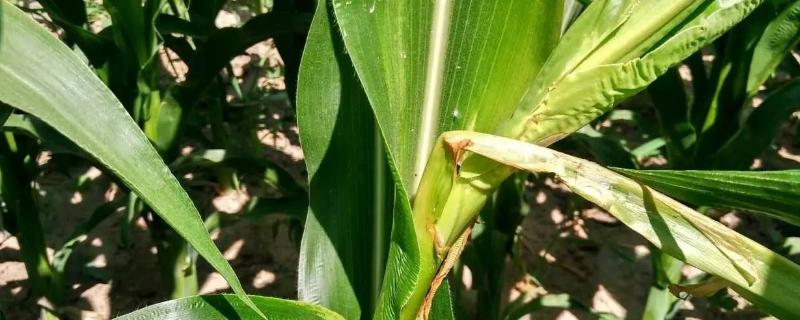 穗腐病,发病原因是什么,典型症状是什么