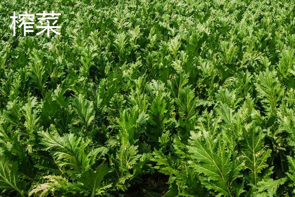 榨菜和儿菜的区别