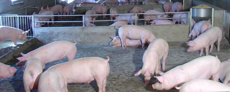 氯前列醇钠和氯前列烯醇一样吗,打完多久起效