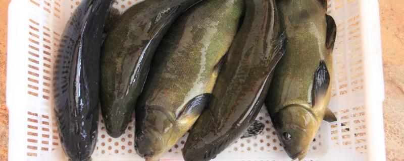 桂鱼养殖技术及饲料，适合什么地方养殖