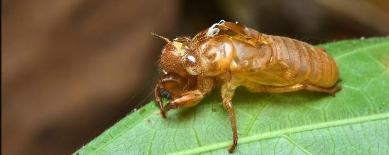 奶草可以养金蝉吗,用什么树合适